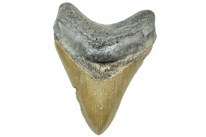 Serrated, Fossil Megalodon Tooth - North Carolina #308234